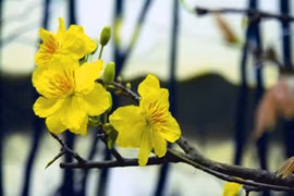La fleur d’abricotier. (Source: AVI) 
