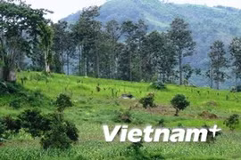 Un forêt dans la province de Dak Lak. Photo : VNA