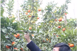 Zone de production concentrée d'oranges dans le district de Luc Ngan, province de Bac Giang. (Photo : VNA)