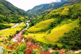 Muong Hoa, une vallée pittoresque à Sa Pa 
