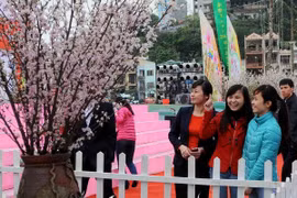 Ouverture de la fête des cerisiers en fleurs à Quang Ninh. Photo : VNA