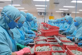 Transformation de crevettes destinées à l' exportation. Photo: VNA