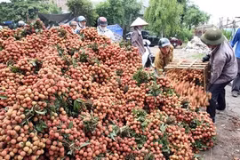 Les premiers litchis vietnamiens exportés au Canada le 10 juin. Photo : Dinh Huê/VNA