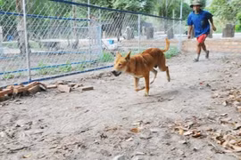 Lê Quôc Tuân entraîne un chien.