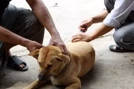 Vaccination du chien. (Photo: Dương Ngọc/VNA)