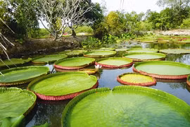 Étang de lotus-roi dans la pagode Phuoc Kiên, province de Dông Thap (Sud). Photo : Picture