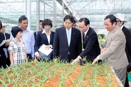 La délégation japonaise visite le Parc agricole de hautes technologies de Hô Chi Minh-Ville. (Source : VNA) 