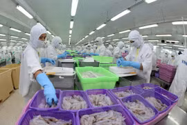 Transformation de crevettes pour l'exportation. Photo: VNA