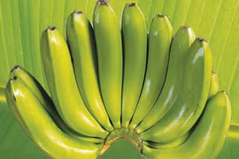 Des bananes de LaBa. (Source: Internet) 
