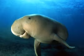 Un Dugong. Photo : NG