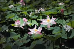 La saison de floraison des lotus à Ninh Binh attire de nombreux touristes