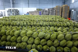 Les durians de la province de Dak Lak. Photo: VNA
