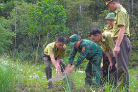 Les forcent compétentes de Nghê An relâchent un rare python réticulé dans la nature. Photo: tienphong,vn 