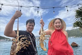 Actuellement, Cam Ranh possède environ 80 000 cages à homards, fournissant au marché environ 2.600 à 3.000 tonnes chaque année. Photo: VNA