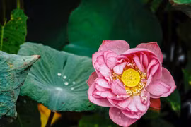 Beauté du lotus du lac de l’Ouest, une fleur légendaire et emblématique de Hanoi 