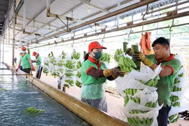 Les exportations des produits agricoles, sylvicoles et aquatiques en hausse de 21%