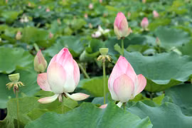 En été, rendez-vous au bord des étangs de lotus à Ninh Binh 