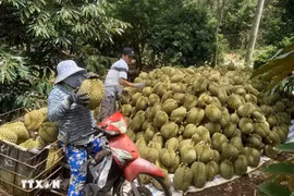 Le Vietnam possède plus de 112.000 ha de de culture du durian, représentant 9% de la superficie totale des arbres fruitiers du pays, avec une production annuelle estimée à 863.000 tonnes. Photo: VNA