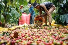 Le café en tête des produits d'exportation phares du Vietnam vers la Russie en 5 mois. Photo: VNA