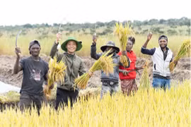 Pham Quang Linh (2e à partir de la gauche) récolte le riz avec des habitants angolais. Photo : baoquocte.vn