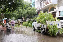 Les forces compétentes commencent à nettoyer les dégâts dans la ville de Ha Long après le passage du typhon Prapiroon. Photo : VNA