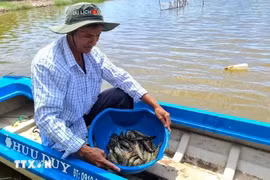 La zone de de culture riz-crevettes du district de Thoi Binh, province de Ca Mau, reçoit la certification de Bonnes pratiques agricoles (BAP) de la Global Aquaculture Alliance. Photo : VNA