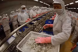 Ligne de transformation de crevettes pour l’exportation à l’usine de la Compagnie par actions de produits aquatiques Minh Phu. Photo : VNA 