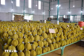 Récolte de durians dans la province de Dak Lak, dans les Hauts Plateaux du Centre. Photo : VNA