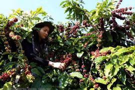 La caféiculture vietnamienne en quête de marques fortes