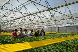 Dà Nang met le cap sur l’agriculture high-tech
