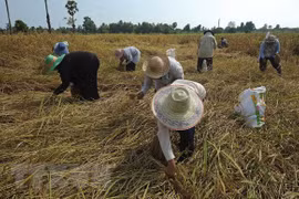 La Thaïlande décaisse près de 3 milliards $ pour soutenir le secteur du riz