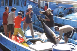 Pêche INN : Le Vietnam s’efforce de satisfaire les critères de la CE