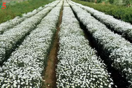 Le retour attendu de la saison des fleurs d’échinacée blanche à Hanoi