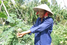 Hô Chi Minh-Ville : Hausse de la superficie de la culture maraîchère labélisée