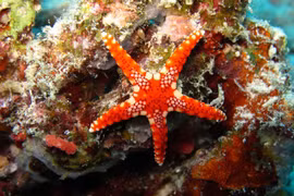 L'Indonésie accueille la conférence sur les océans