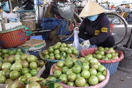 Aménagement de plantations de pommes de lait Lo Rèn pour l’exportation