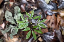 Le ginseng de Ngoc Linh, un trésor national à cultiver