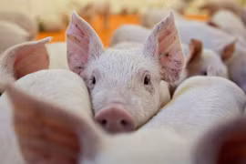 Le Vietnam se mobilise face aux risques de peste porcine africaine