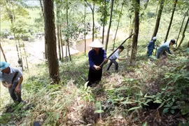 Quang Nam : lancement d’un projet pour la gestion forestière durable
