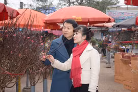 Les Vietnamiens préparent leurs bonsaïs pour la fête du Têt