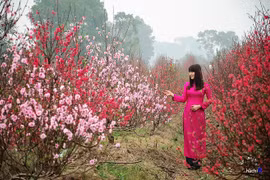 Au village de Nhât Tân, les fleurs de pêcher de toujours sourient au vent de l’Est 