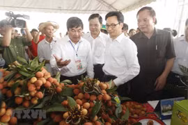 Ouverture de la toute première fête des letchis à Hai Duong