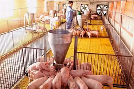 Le Vietnam agit pour prévenir l’introduction de la PPA