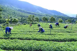 Agriculture "bio": le Vietnam peut mieux faire