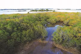 Reboisement des mangroves pour lutter contre l’avancée de la mer