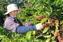 Les exportations vietnamiennes de café en Indonésie en forte hausse