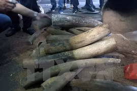 Saisie de défenses d’éléphants à l’aéroport de Noi Bai