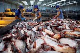 La Chine, un marché prometteur pour les poissons tra du Vietnam 