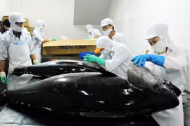 Les exportations de thon vietnamien continuent à croître