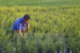 Vietnam et Pakistan promeuvent la coopération économique